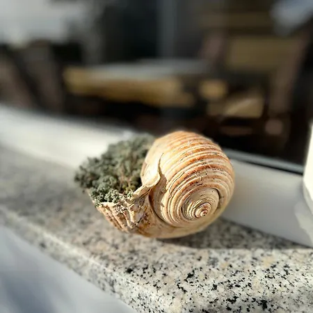 Horizont *