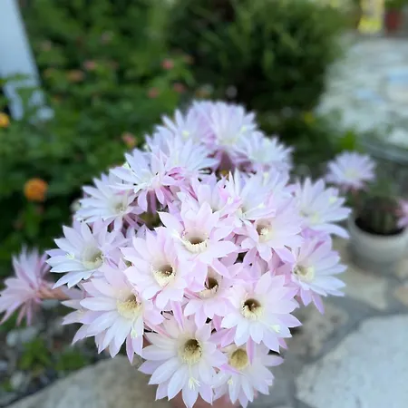 Couette-café Horizont 4*