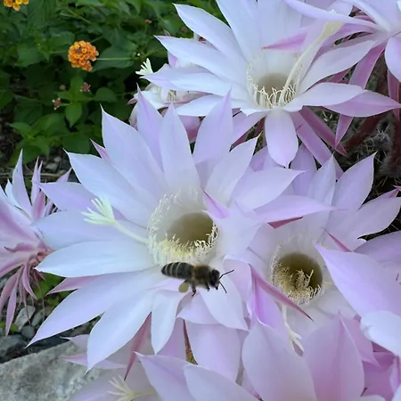 Horizont Couette-café Baks-Rrjoll