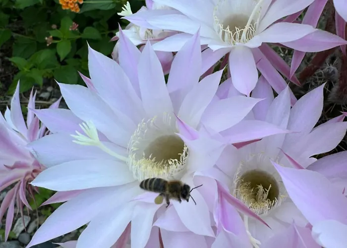 Horizont לינה וארוחת בוקר Baks-Rrjoll